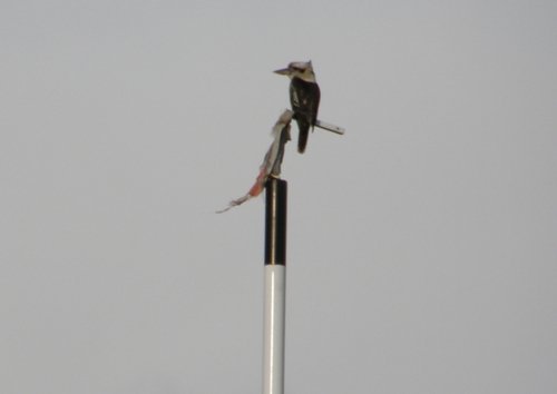070707 Kookaburra on goal posts